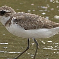 Greater Sand Plover